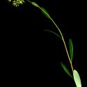 Img.VTax1565.ExN.Img9