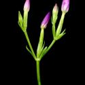 Img.VTax2265.ExN.Img14