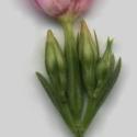 Img.VTax2265.ExN.Img3