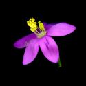 Img.VTax2265.ExN.Img7