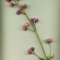 Img.VTax2902.ExN.Img9