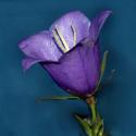Img.VTax2946.ExN.Img13