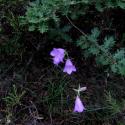Img.VTax2946.ExN.Img21