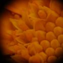 Img.VTax3188.ExN.Img3