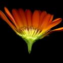 Img.VTax3188.ExN.Img9