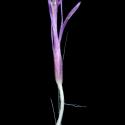 Img.VTax3211.ExN.Img3