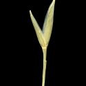 Img.VTax3964.ExN.Img6