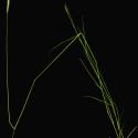 Img.VTax3980.ExN.Img5