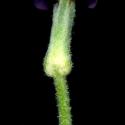 Img.VTax1045.ExN.Img8