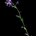 Img.VTax1046.ExN.Img11