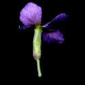 Img.VTax1046.ExN.Img12
