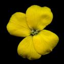Img.VTax1067.ExN.Img9