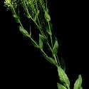 Img.VTax1127.ExN.Img8