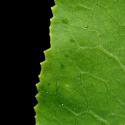 Img.VTax1131.ExN.Img4