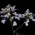 Img.VTax1145.ExN.Img9