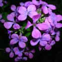 Img.VTax1187.ExN.Img25