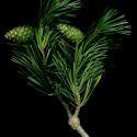 Img.VTax121.ExN.Img8
