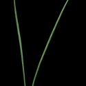 Img.VTax124.ExN.Img13