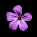 Img.VTax1367.ExN.Img11
