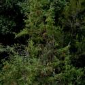 Img.VTax139.ExN.Img7