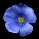 Img.VTax1405.ExN.Img8