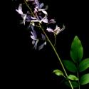 Img.VTax1442.ExN.Img8