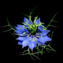 Img.VTax159.ExN.Img7