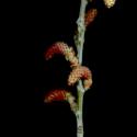Img.VTax1668.ExN.Img8