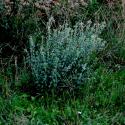 Img.VTax1717.ExN.Img1