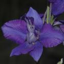 Img.VTax176.ExN.Img3