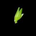 Img.VTax1956.ExN.Img1