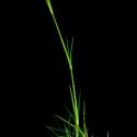 Img.VTax2056.ExN.Img4