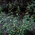 Img.VTax2065.ExN.Img15