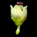 Img.VTax2156.ExN.Img11