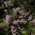 Img.VTax2158.ExN.Img6