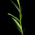 Img.VTax2323.ExN.Img14