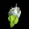 Img.VTax2402.ExN.Img1