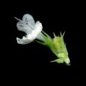 Img.VTax2456.ExN.Img3