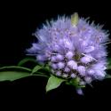 Img.VTax2510.ExN.Img4