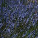 Img.VTax2514.ExN.Img3