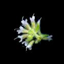 Img.VTax2516.ExN.Img9
