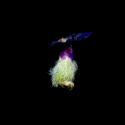 Img.VTax2521.ExN.Img12