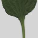 Img.VTax2804.ExN.Img7