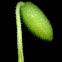 Img.VTax2934.ExN.Img8