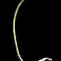 Img.VTax3038.ExN.Img10