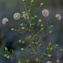 Img.VTax3042.ExN.Img9