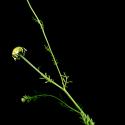 Img.VTax3116.ExN.Img7