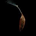 Img.VTax3363.ExN.Img9