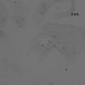 Img.VTax3370.ExN.Img9