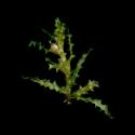 Img.VTax3503.ExN.Img6